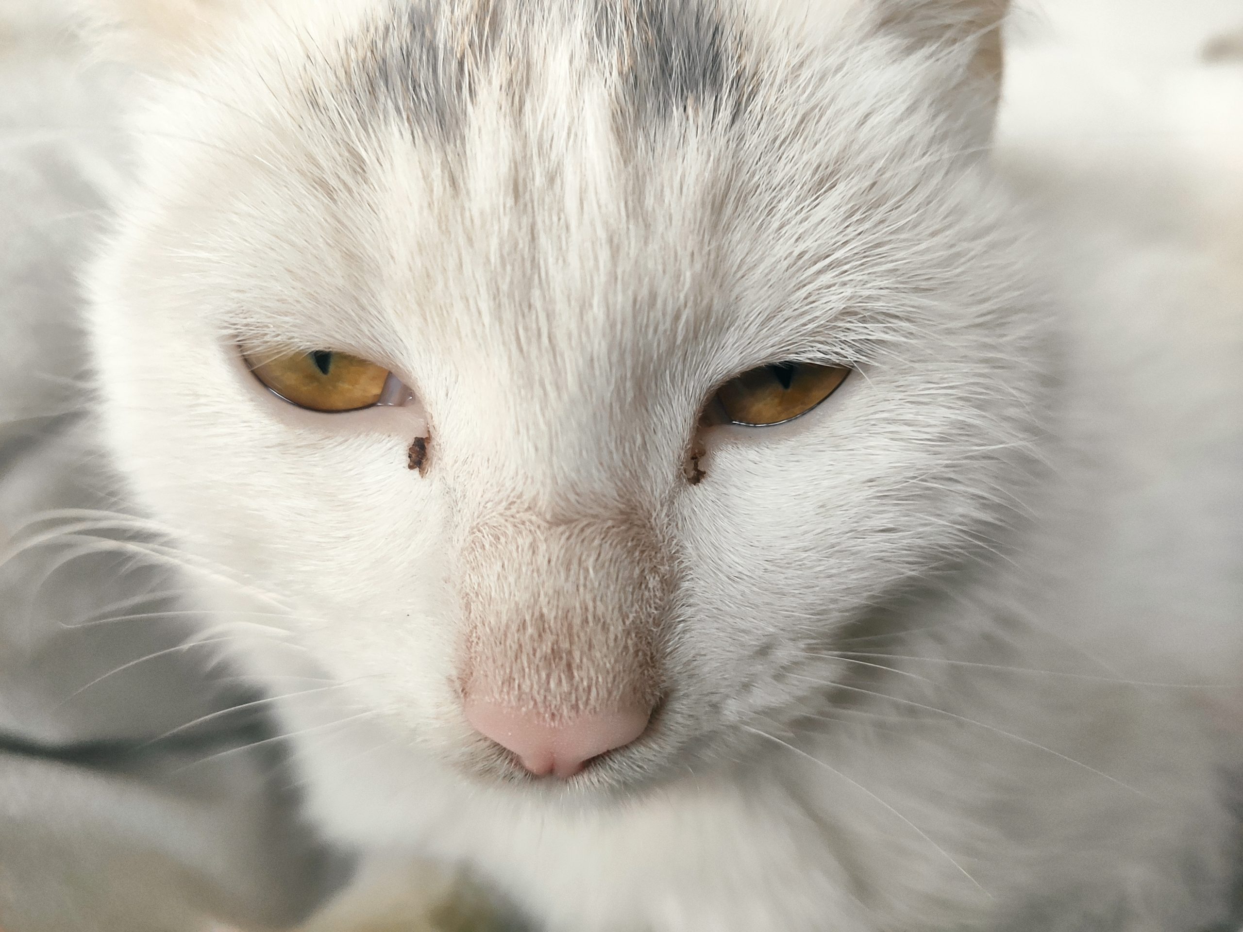 My pet. Big white cat